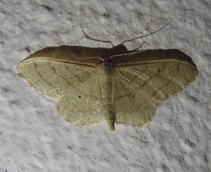 Idaea aversata o straminata? Idaea cfr. aversata f. remutata, Geometridae